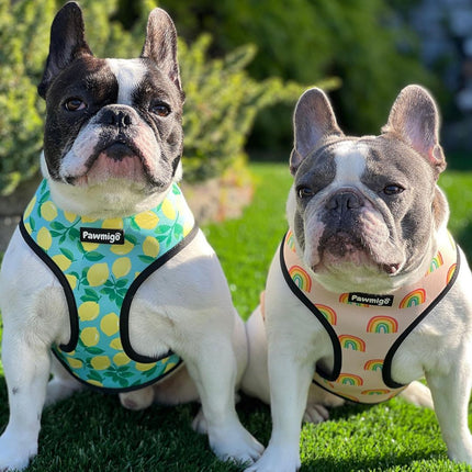 Worth The Squeeze Reversible Harness