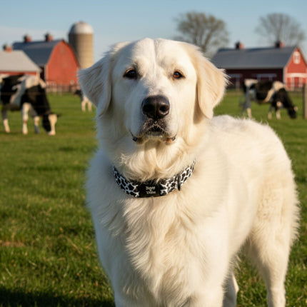 Boop Town Durable Soft Cotton Dog Collar With Nylon Core Quick Release Metal Buckle Adjustable for Girls Boys Small Medium Large Comfortable Pet Products Reduces Hair Matting Gold Tone Zinc Alloy Hardware