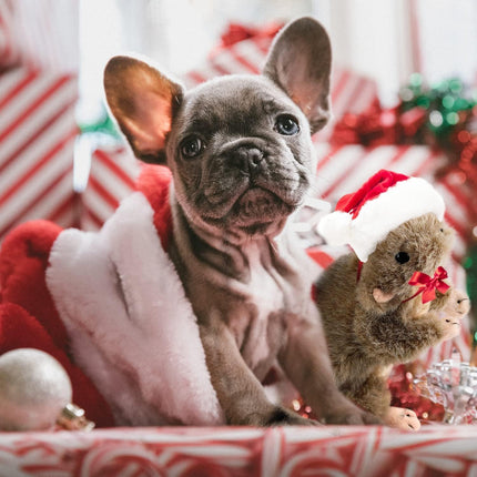 Classic Dog Toys - Squeaky Dog Squirrel Toys for Dogs