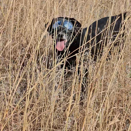 "Doggles" Dog Goggles Sunglasses