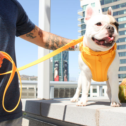 Luxe Harness - Soleil