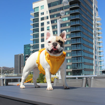 Luxe Harness - Soleil