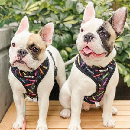 Teacher's Pet Reversible Harness
