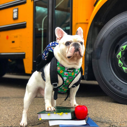 Teacher's Pet Reversible Harness