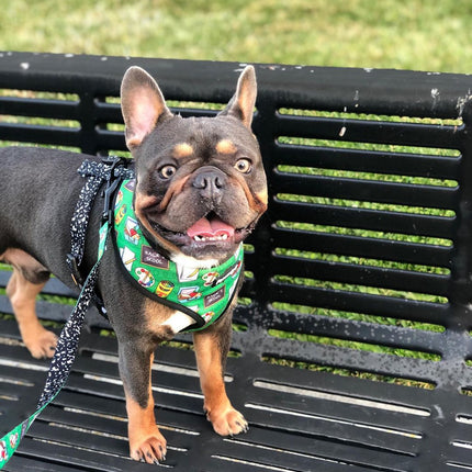 Teacher's Pet Leash Kit