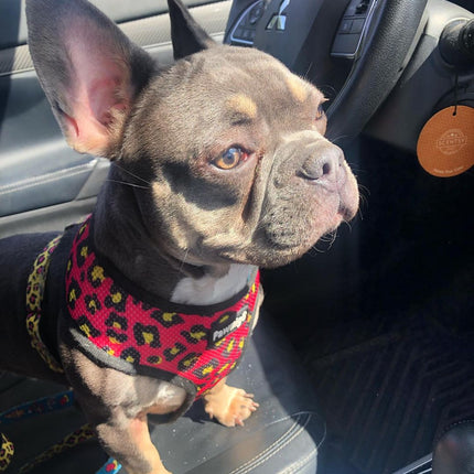 90s Baby Reversible Harness