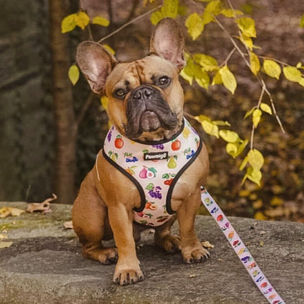 Frootie Patootie Leash Kit