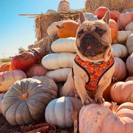 Pupkin Patch Leash Kit