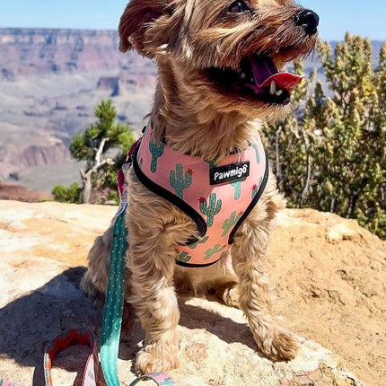 Succa For You Reversible Harness