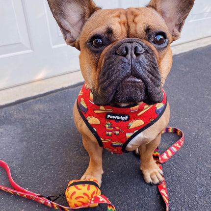 Taco Tuesday Leash Kit