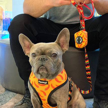 Taco Tuesday Leash Kit