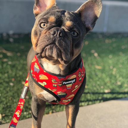 Taco Tuesday Leash Kit