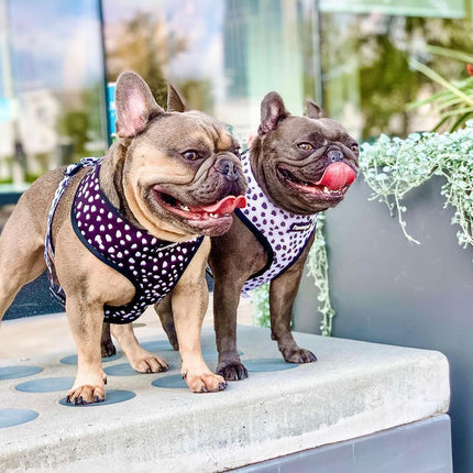 Polka Dog Reversible Harness