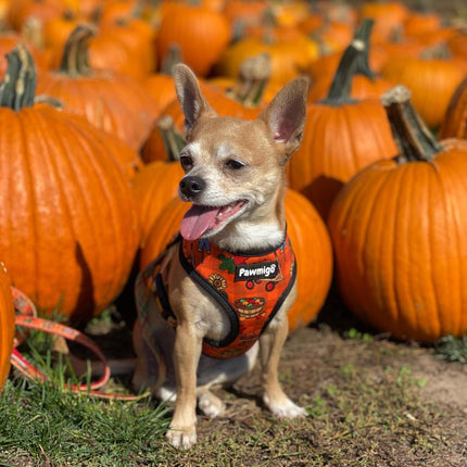 Pupkin Patch Reversible Harness