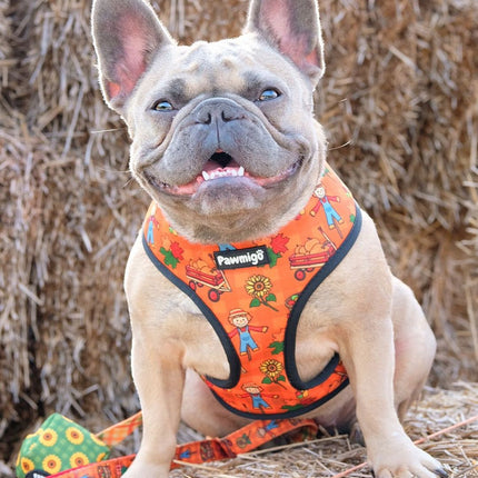 Pupkin Patch Reversible Harness