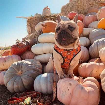 Pupkin Patch Reversible Harness