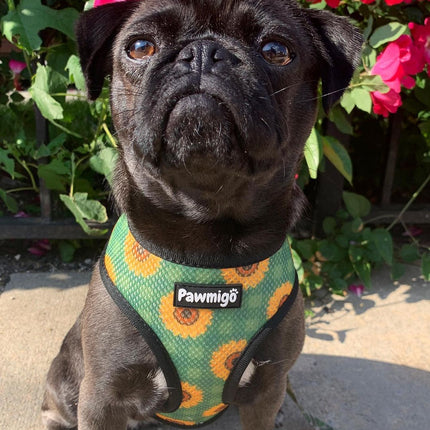 Pupkin Patch Reversible Harness