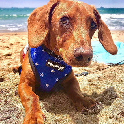 Red, White & Bark Reversible Harness