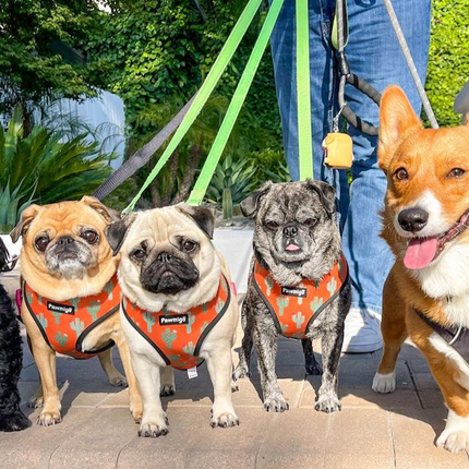 Succa For You Reversible Harness