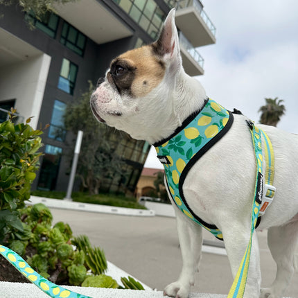 Worth The Squeeze Leash Kit