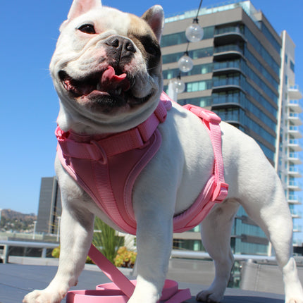 Luxe Harness - Hibiscus