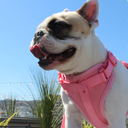 Luxe Harness - Hibiscus