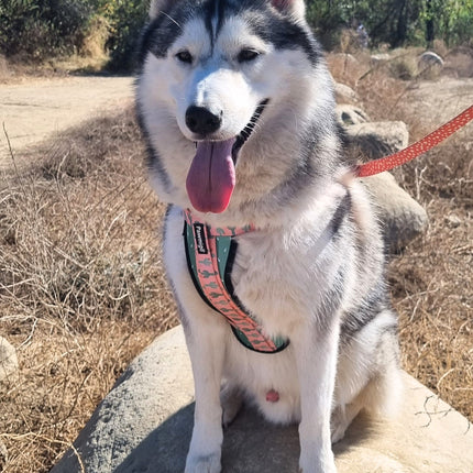 Succa For You X-Fit Harness