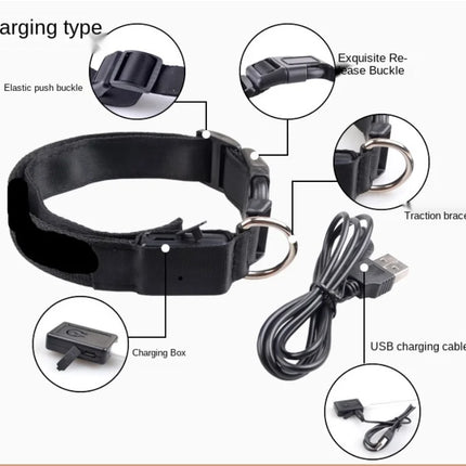 USB Rechargeable LED Glowing Dog Collar – Adjustable Night Safety