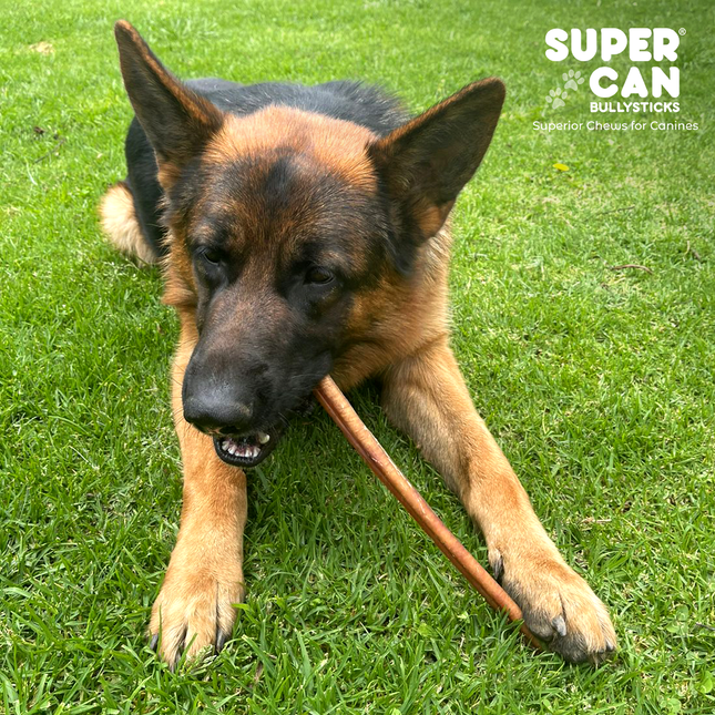 6" Jumbo Bully Sticks - High-Protein Dog Chews