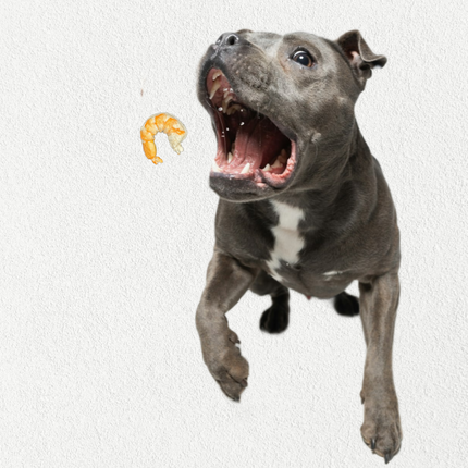 Single Ingredient, High Value Freeze-Dried Training Treats for Dogs & Cats - Shrimp