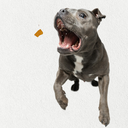 Single Ingredient, High Value Freeze-Dried Training Treats for Dogs & Cats - Beef Liver