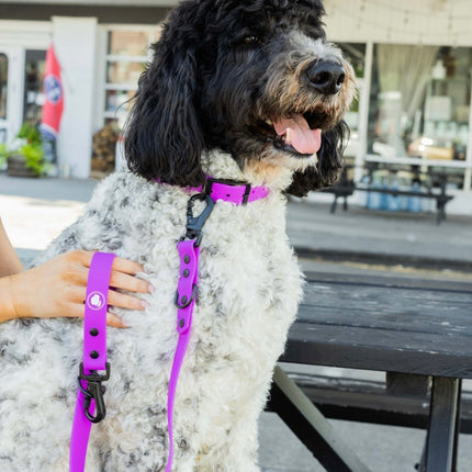 The Modern Dog Company - Electric Fuchsia Leash (Weather + Odor Resistant)