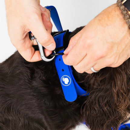 The Modern Dog Company - Royal Blue Collar (Weather + Odor Resistant)