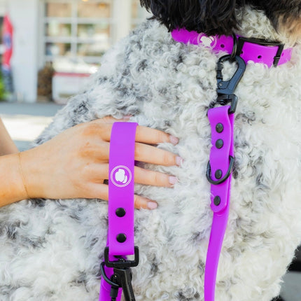 The Modern Dog Company - Electric Fuchsia Collar (Weather + Odor Resistant)