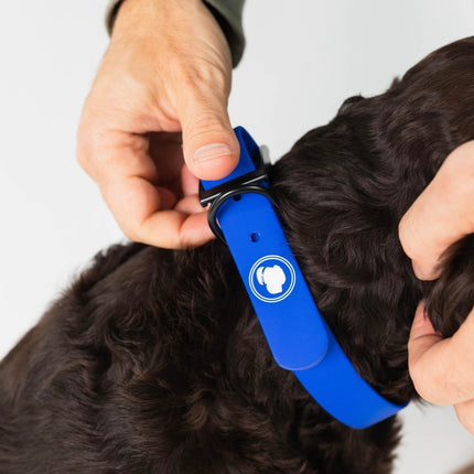 The Modern Dog Company - Royal Blue Collar (Weather + Odor Resistant)