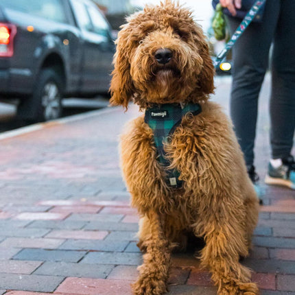 Lumbersnack Leash Kit