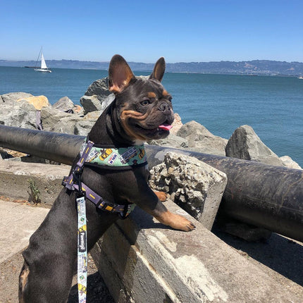 Muddy Paws Reversible Harness