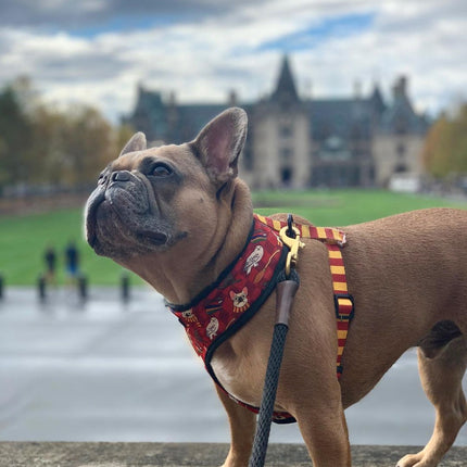 Pawgwarts Reversible Harness