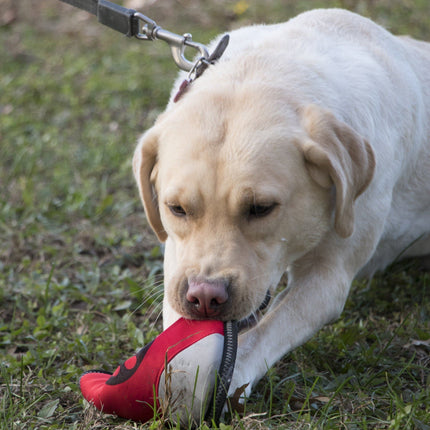 Pet Life ® 'Fribee Toss' Extreme Neoprene Waterproof Fetch Frisbee Floating Dog Toy
