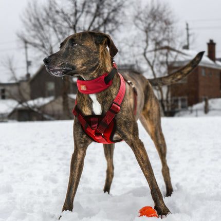 Pet Life ® 'Geo-prene' 2-in-1 Shock Absorbing Neoprene Padded Reflective Dog Leash and Harness